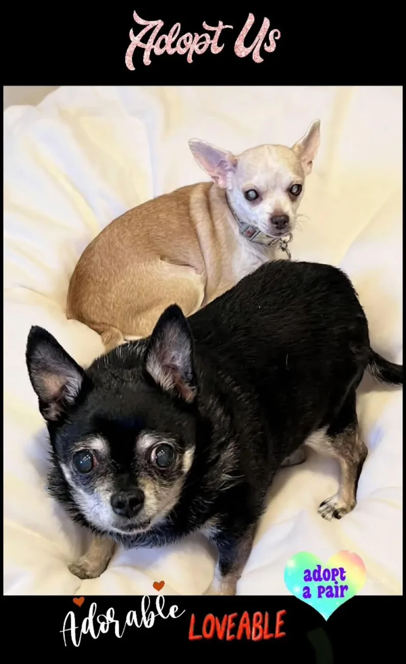 A senior small-sized female Chihuahua dog named Max & Maddie for adoption in Saginaw, MI