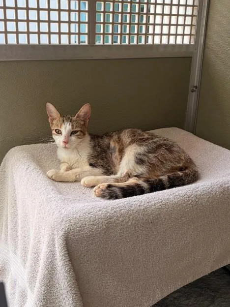 A young small-sized female Domestic Short Hair cat named Madeleine for adoption in Leesburg, VA