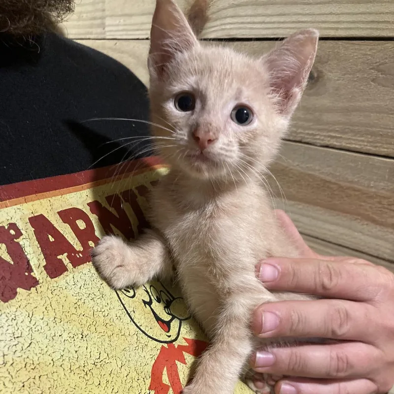 A baby small-sized female Buff / Tan / Fawn Domestic Short Hair cat named Jenny DyalEC for adoption in Tallahassee, FL