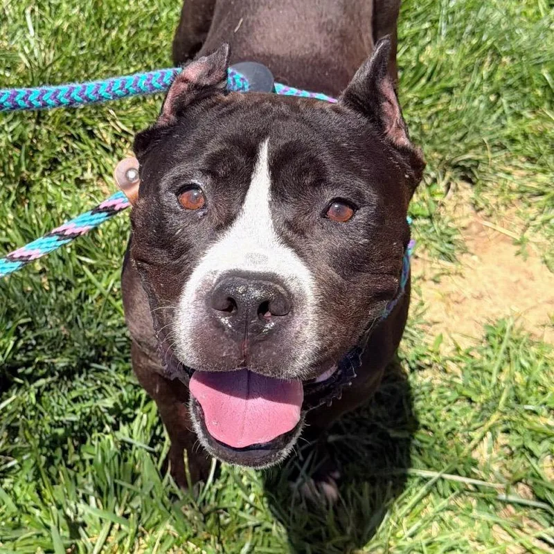An adult large-sized male Black Cane Corso dog named Errol for adoption in St. Louis, MO