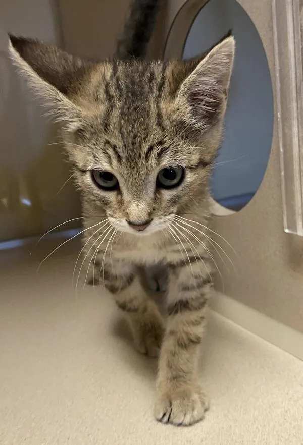 A baby small-sized male Domestic Short Hair cat named Lando for adoption in Monterey, CA