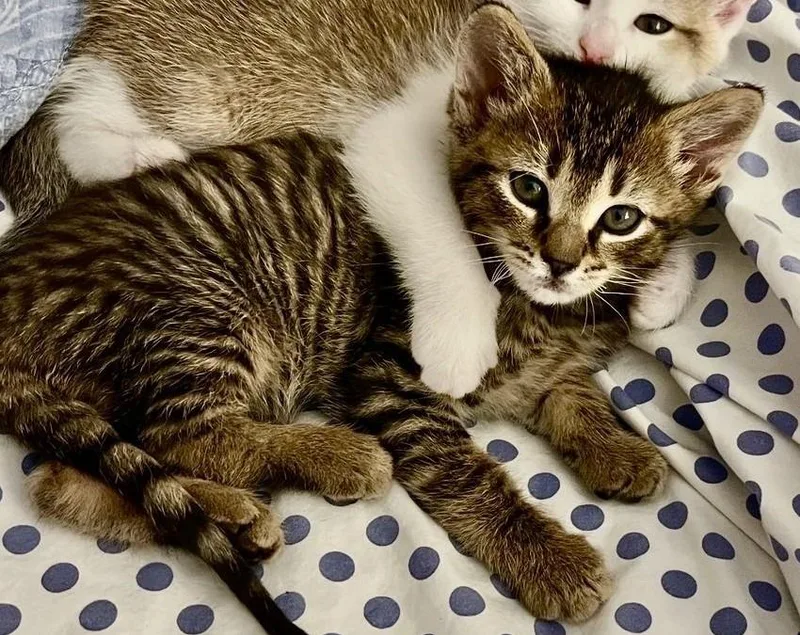 A baby small-sized male Domestic Short Hair cat named Gatsby for adoption in Sebastian, FL