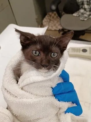 A baby small-sized female Domestic Short Hair cat named Jessica for adoption in Palm Coast, FL