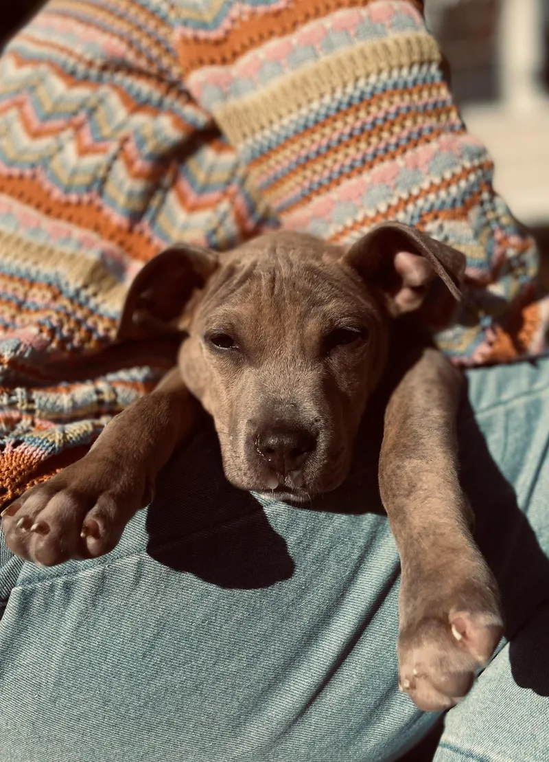 A baby medium-sized male Boxer dog named Ridge for adoption in Carmel, NY
