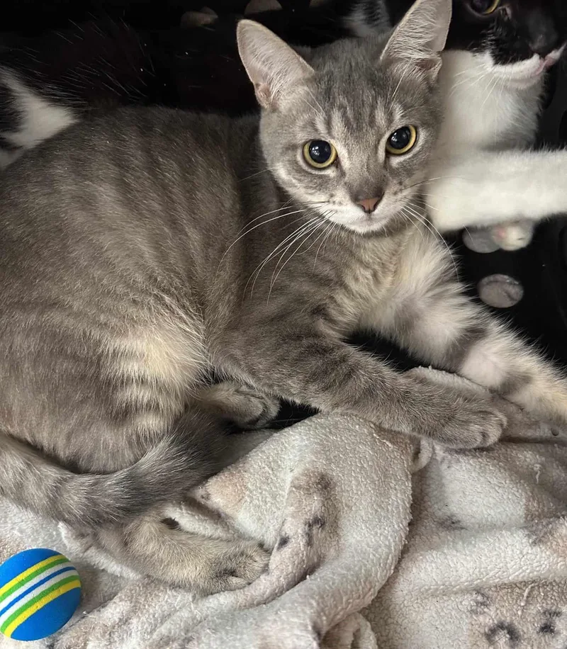 A young medium-sized female Gray / Blue / Silver Tabby cat named Mercedes Gardner for adoption in HEMET, CA