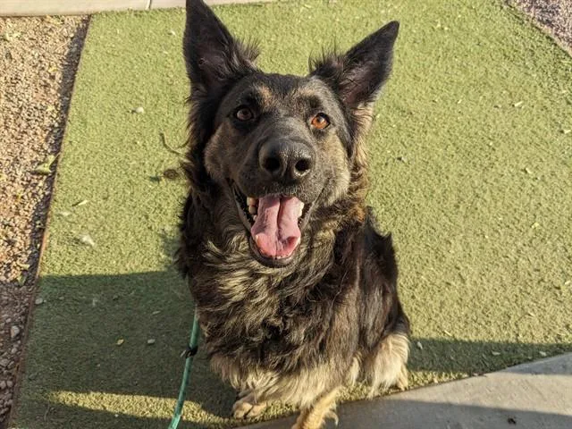 An adult large-sized female German Shepherd Dog dog named Mattie for adoption in Phoenix, AZ