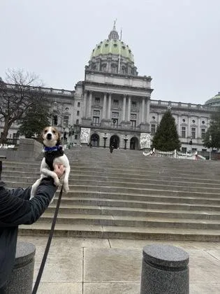 An adult small-sized male Mixed Breed dog named Cayden for adoption in West Chester, PA