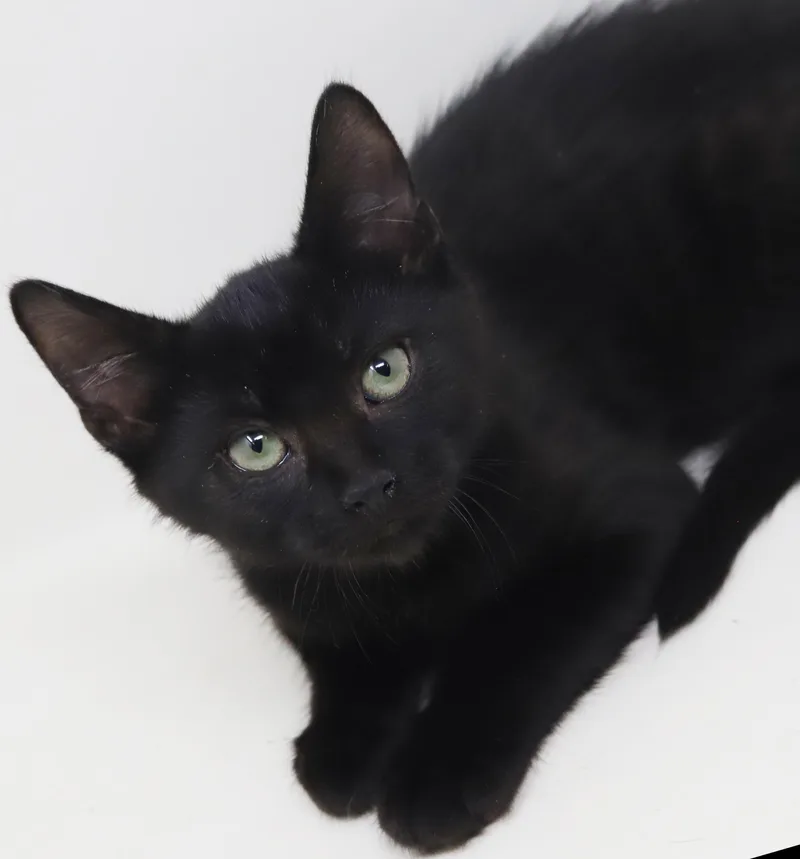 A baby small-sized female Black Bombay cat named Dill is a dream for adoption in Bedford Hills, NY
