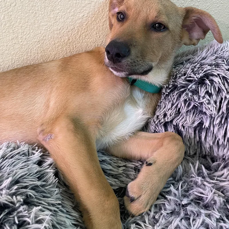 Peanut