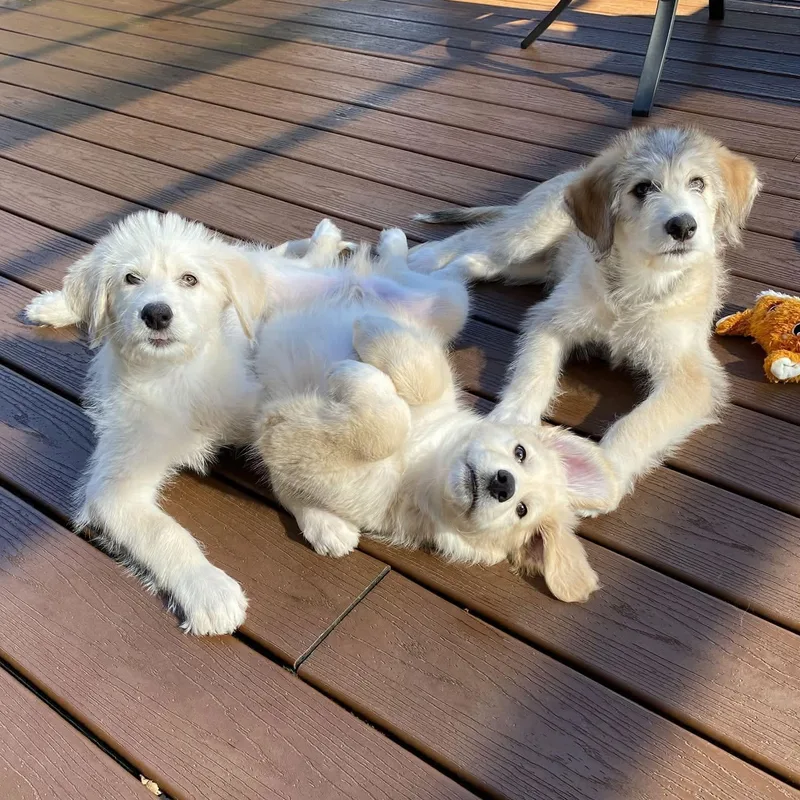 A baby large-sized female Apricot / Beige Great Pyrenees dog named Fluff for adoption in Brockport, NY