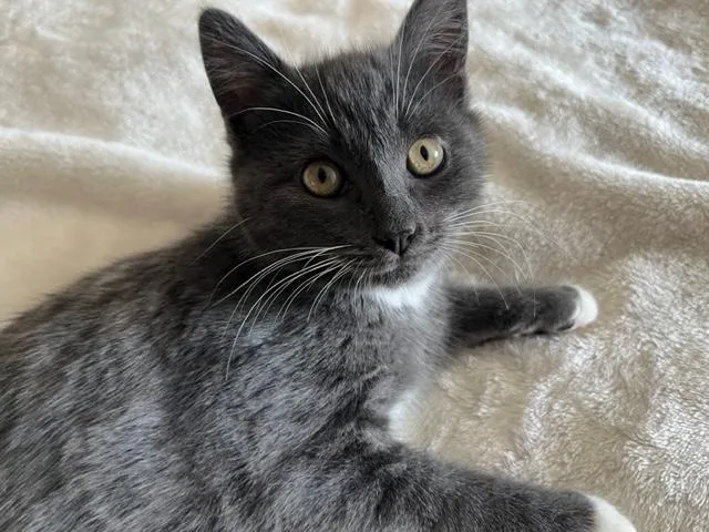 A baby medium-sized female Gray & White Domestic Short Hair cat named Mikey & Ms Goose for adoption in Eagle Point, OR