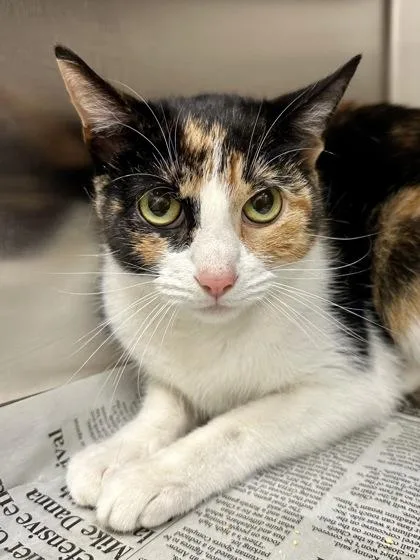 An adult medium-sized female Black Domestic Short Hair cat named Moxxi for adoption in Wichita, KS
