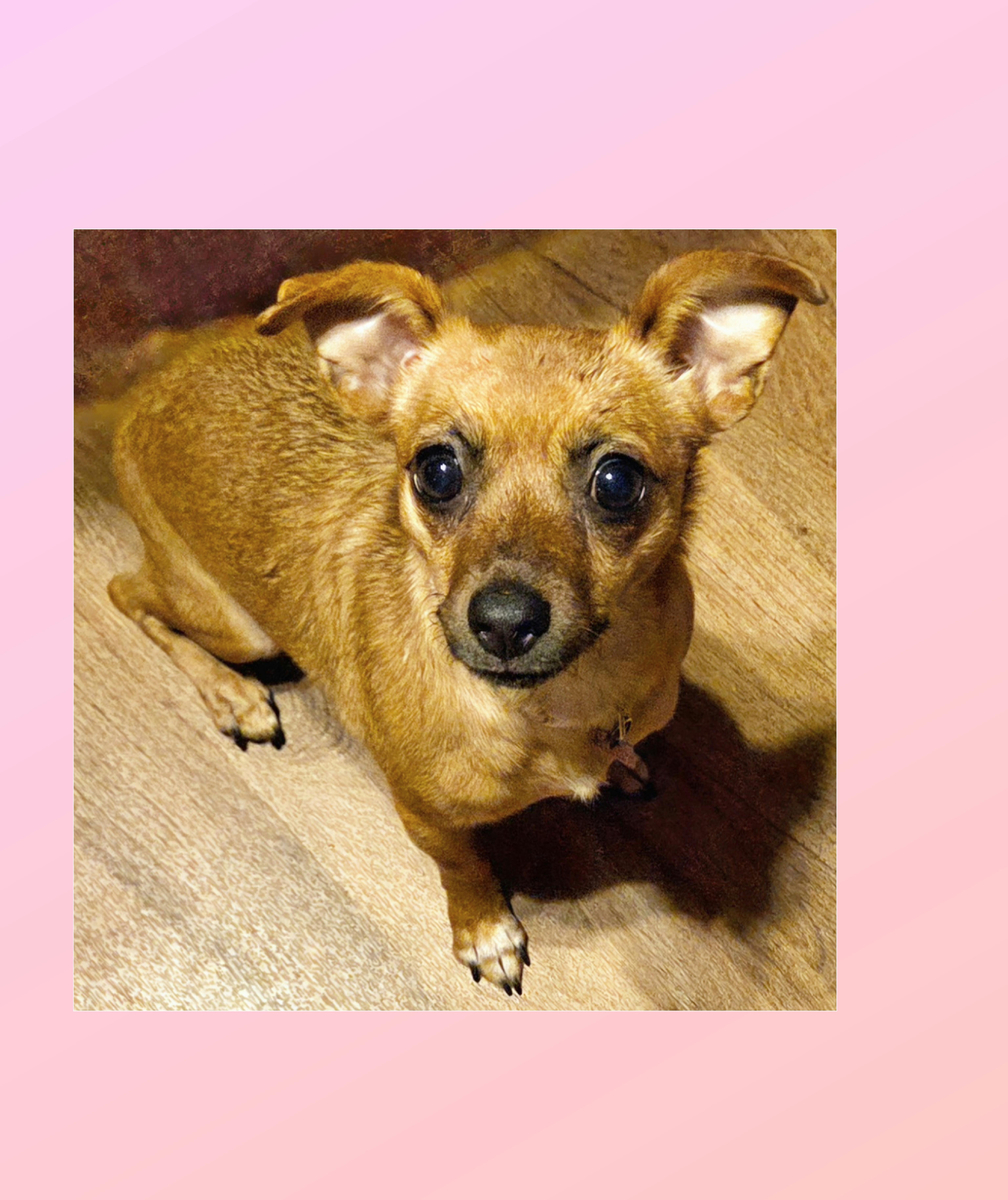 A young small-sized female Chiweenie dog named Bambi for adoption in Lake Geneva, WI