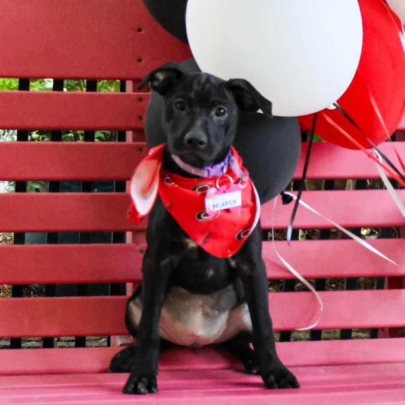 A baby small-sized female Black Labrador Retriever dog named Belarius for adoption in Wake Forest, NC