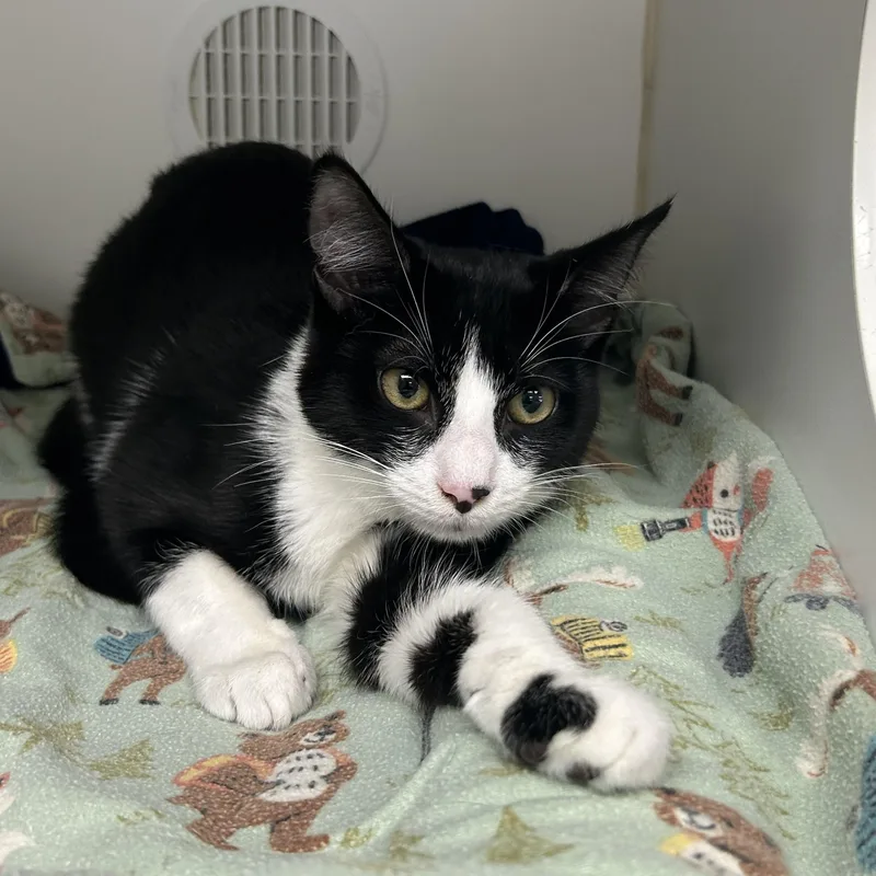 A young medium-sized male Domestic Short Hair cat named Louca for adoption in Reisterstown, MD