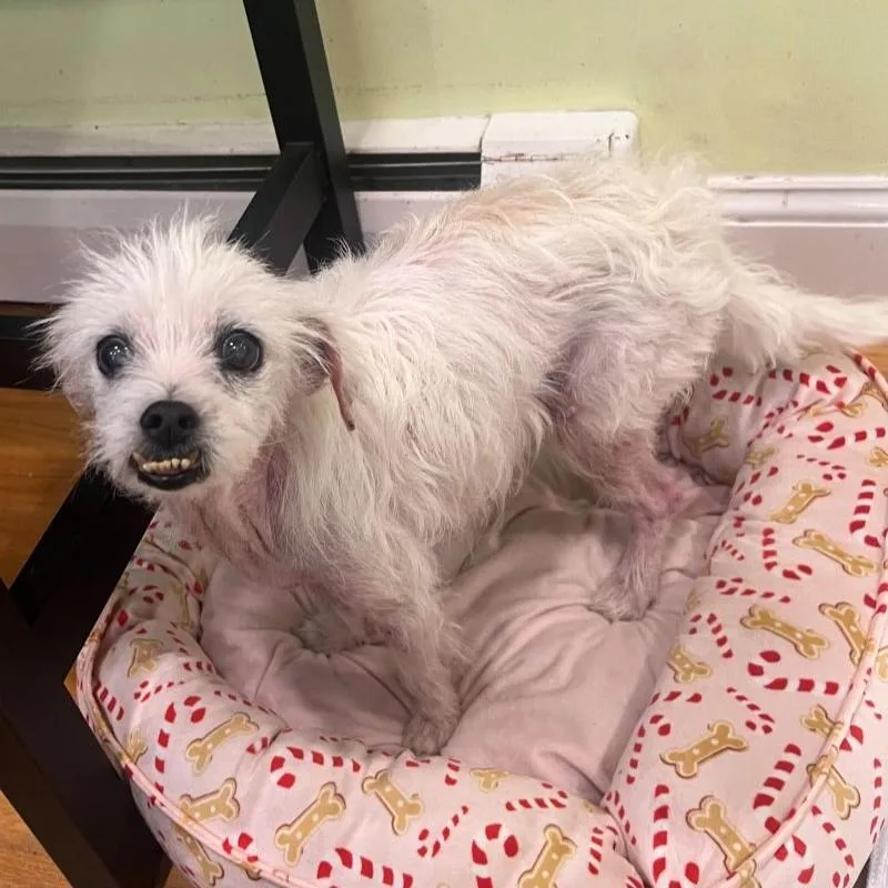A senior small-sized female White / Cream Mixed Breed dog named Liberty for adoption in Rensselaer, NY