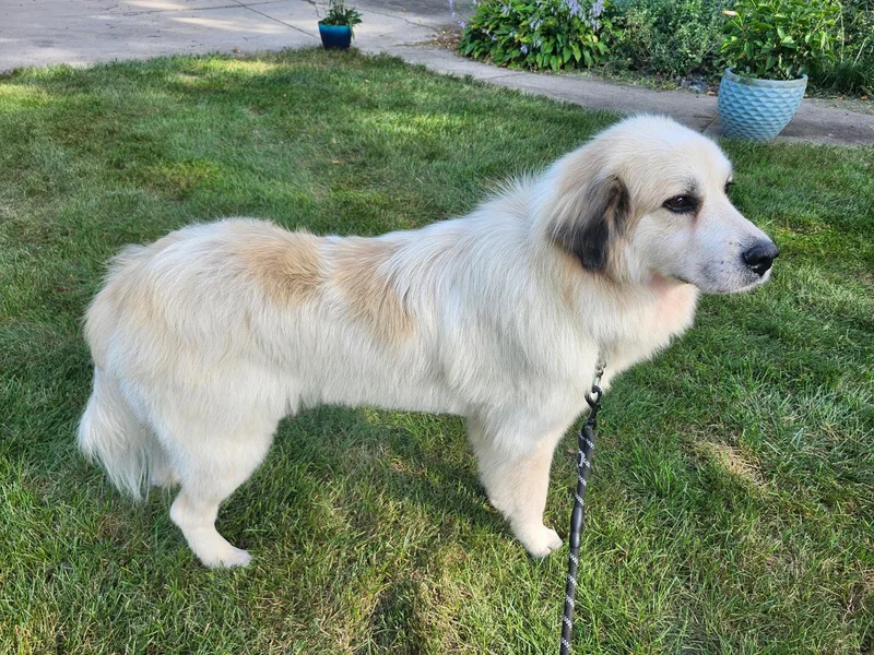 An adult large-sized female Great Pyrenees dog named Starla for adoption in Oswego, IL