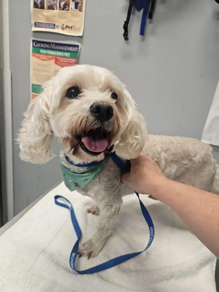 A senior medium-sized female Coton de Tulear dog named Tralee for adoption in Bloomington, IN