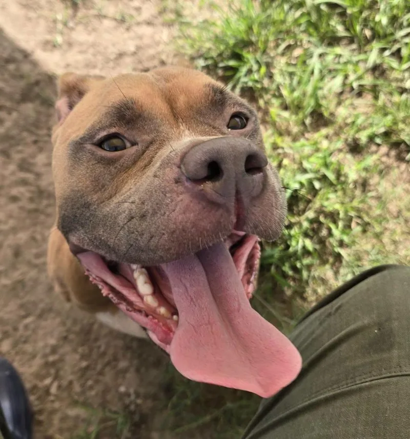A young medium-sized female Pit Bull Terrier dog named Rayne for adoption in Humble, TX