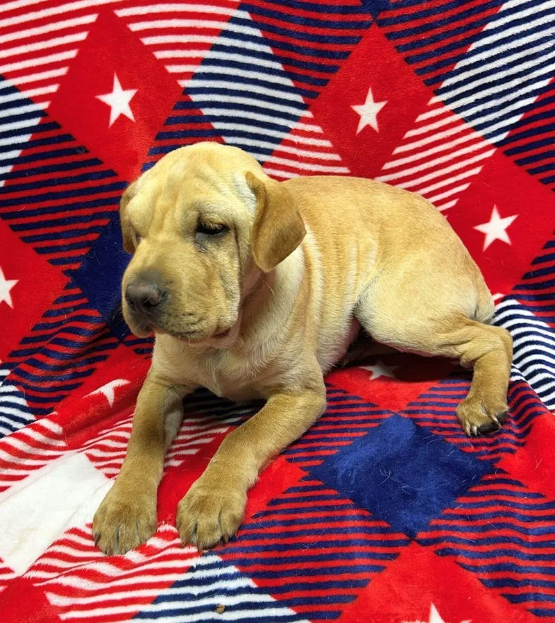 Wally