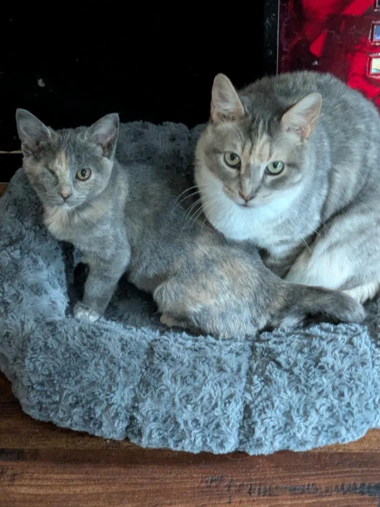 Momma Tortilla thumbnail 2