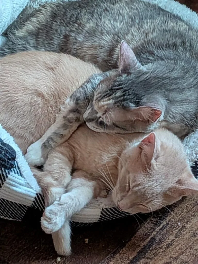 Momma Tortilla thumbnail 4