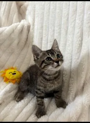 A baby medium-sized male Tabby (Brown / Chocolate) Tabby cat named Poseidon for adoption in Mission Viejo, CA