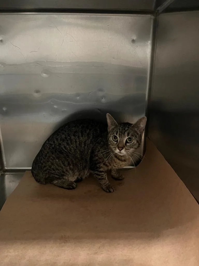 A young large-sized male Domestic Short Hair cat named Shift for adoption in Cartersville , GA