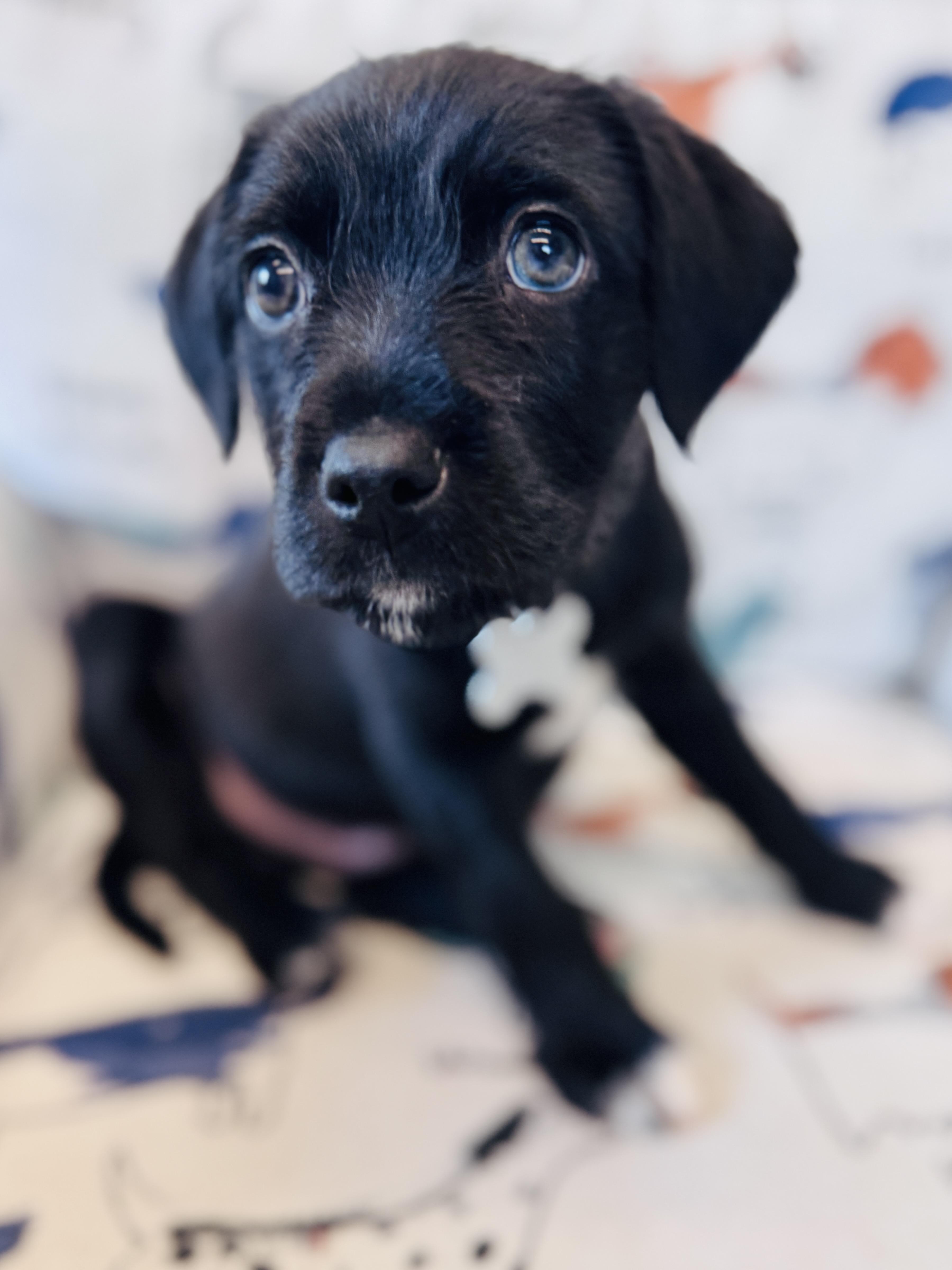A baby medium-sized male Retriever dog named Kevin for adoption in Palatine, IL