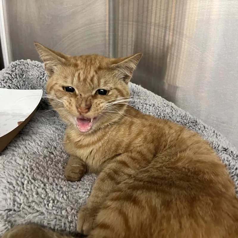 An adult medium-sized male Orange / Red Domestic Short Hair cat named Grub for adoption in Chattanooga, TN