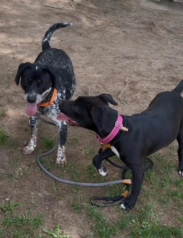 An adult medium-sized female Black Mixed Breed dog named Shadow for adoption in Osseo, MI