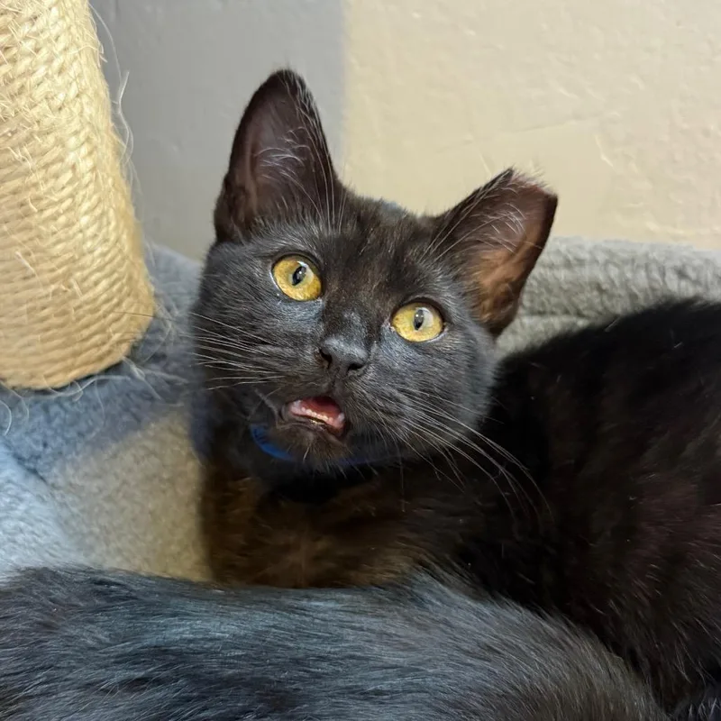 A baby small-sized female Black Domestic Short Hair cat named Morella for adoption in Los Angeles, CA