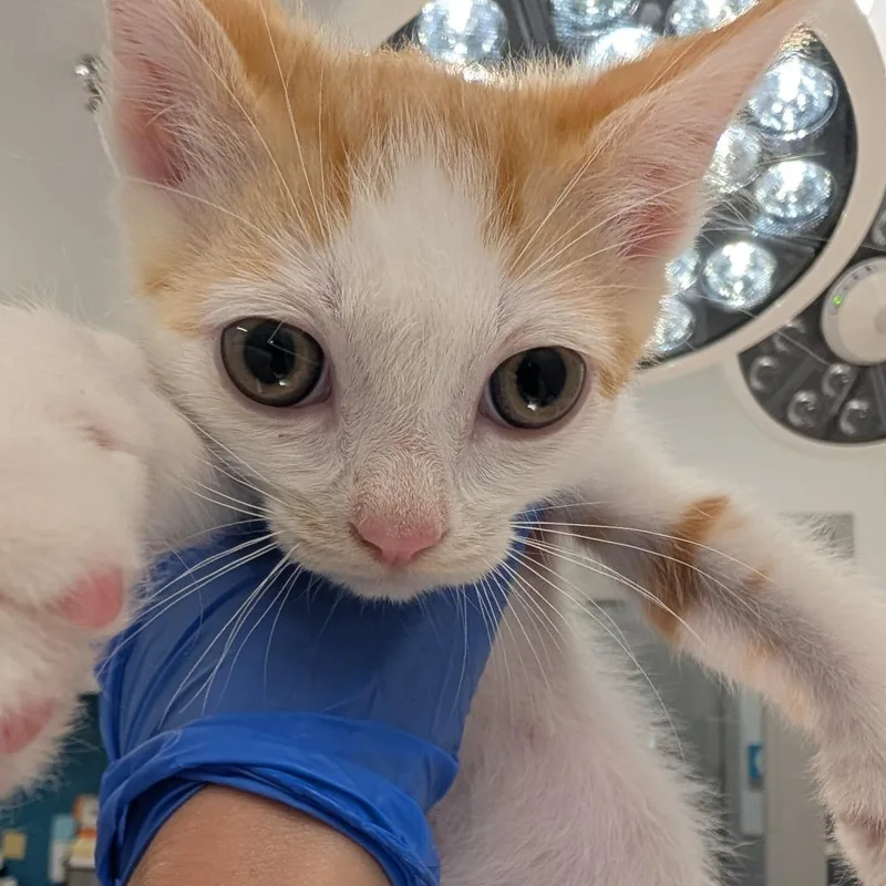 A baby small-sized male White Domestic Short Hair cat named Ireland for adoption in Winston Salem, NC