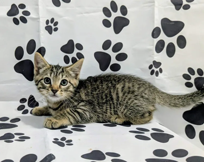 A baby medium-sized male Domestic Short Hair cat named Creek for adoption in Chesapeake Beach, MD