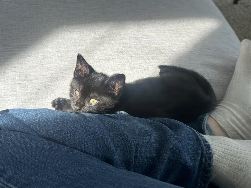 Carl & Mango thumbnail 2