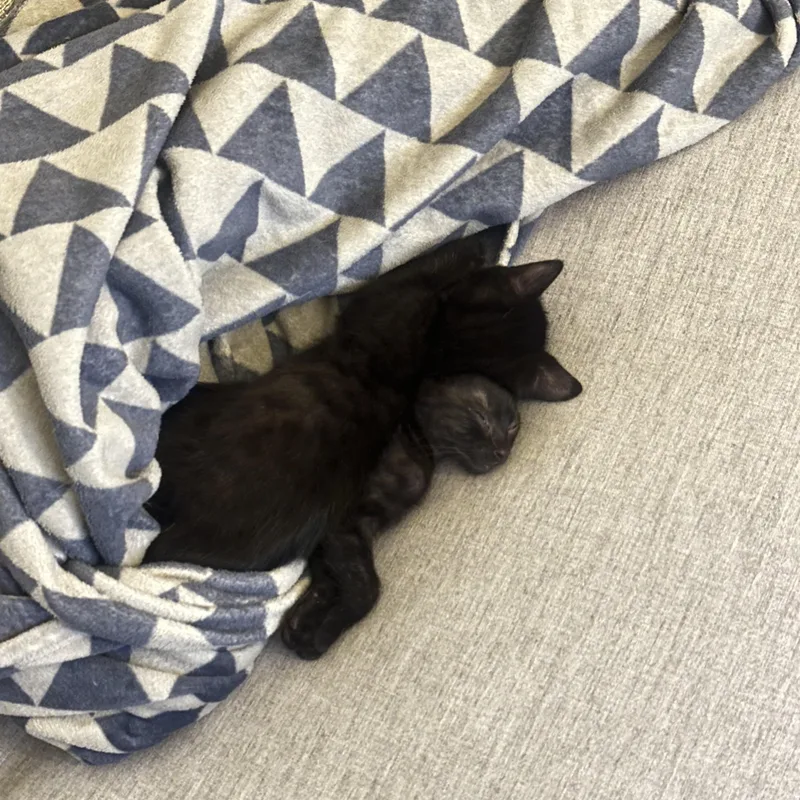 Carl & Mango thumbnail 4