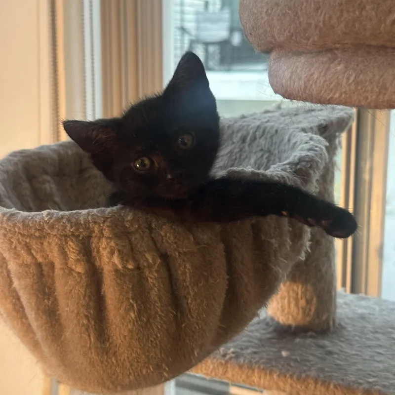 Carl & Mango thumbnail 5