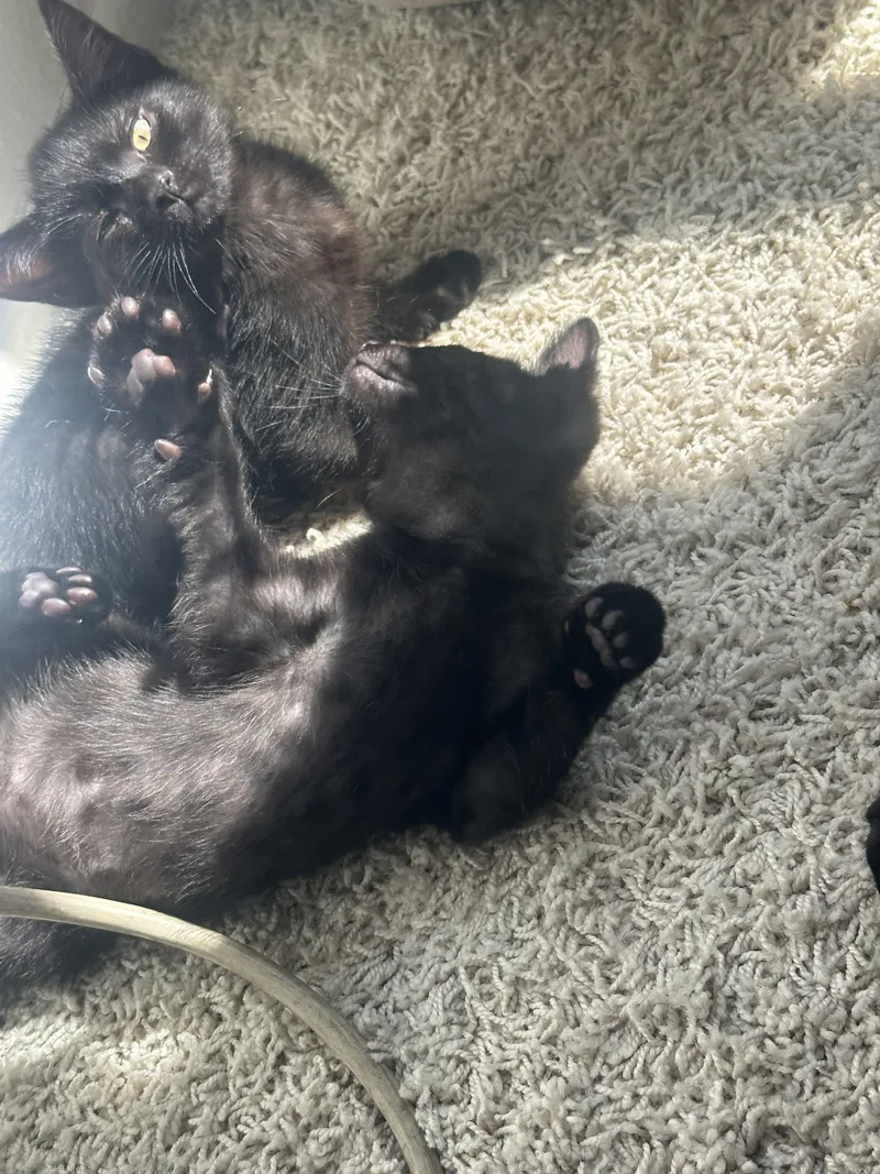 Carl & Mango thumbnail 6