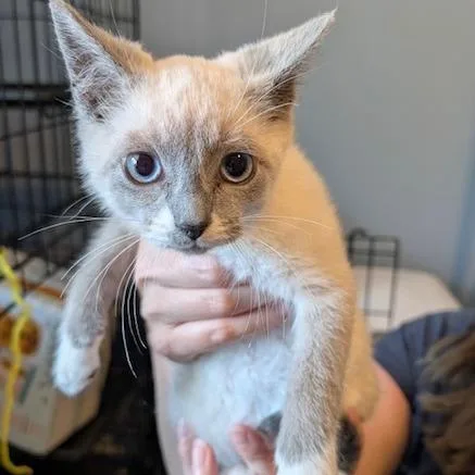 A baby small-sized male White Domestic Medium Hair cat named Count Scratchula for adoption in Granville, OH