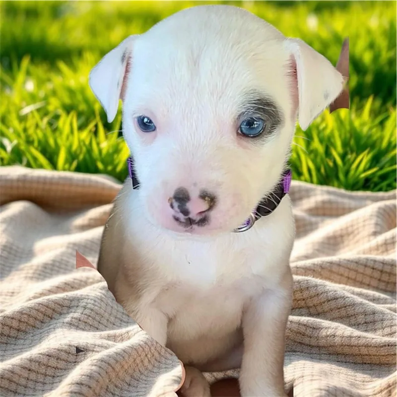 A baby medium-sized female American Bully dog named Zebra for adoption in Henderson, NV