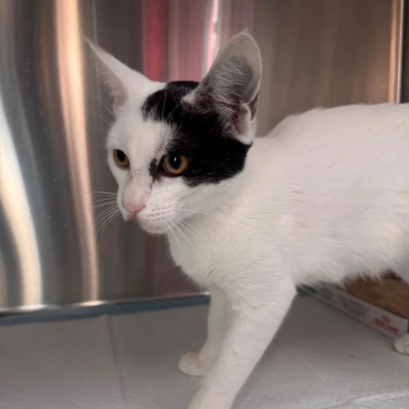 A young medium-sized male White Domestic Short Hair cat named Stevie for adoption in Clearwater, FL