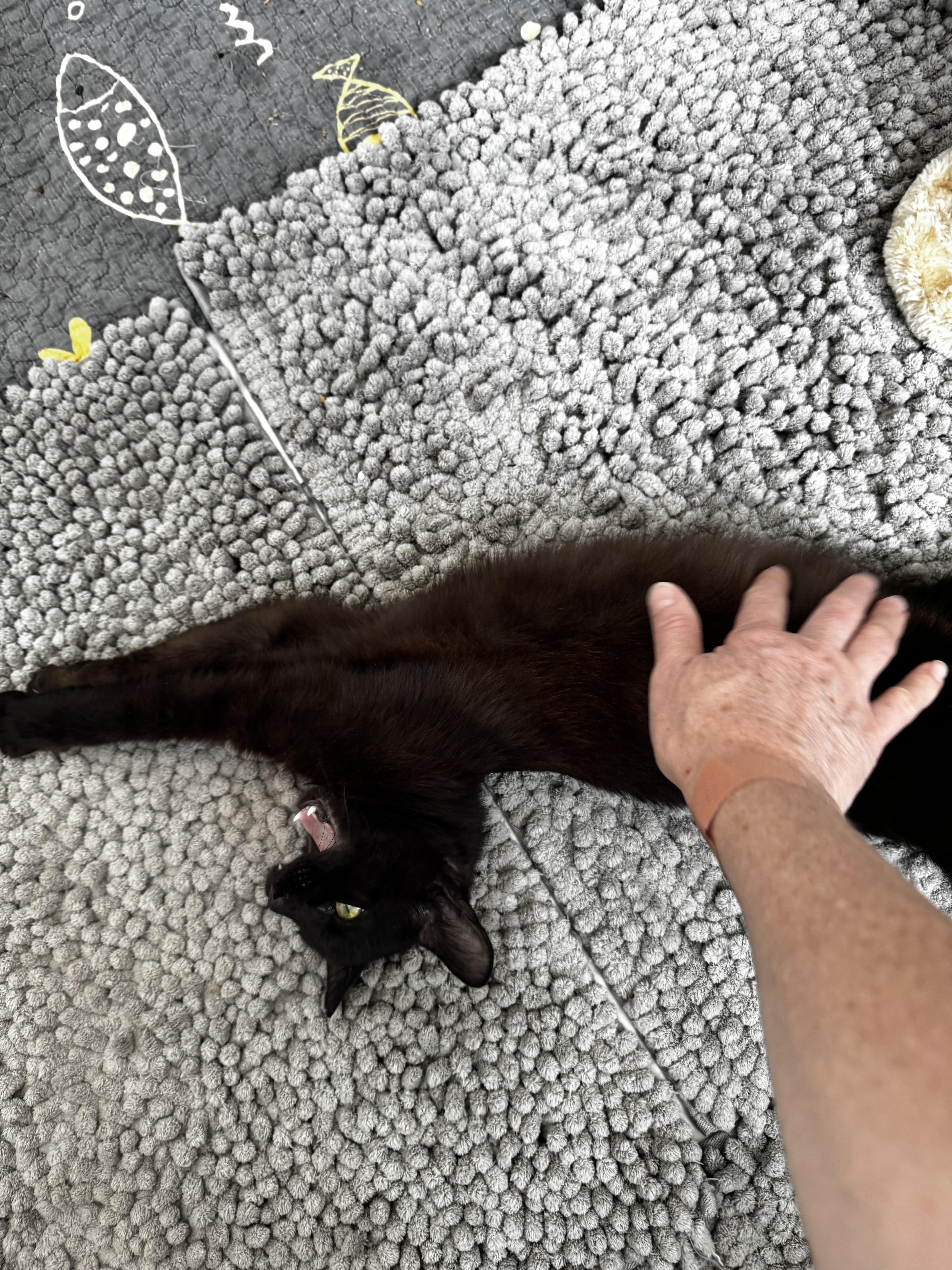 Colonel Meow thumbnail 3