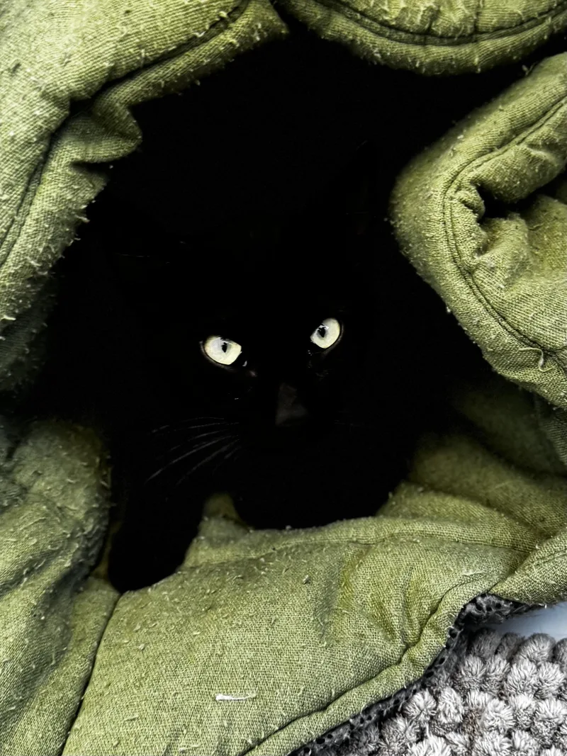 Colonel Meow thumbnail 5