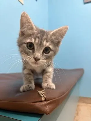 A baby small-sized female Domestic Short Hair cat named Tina for adoption in Wilkesboro, NC