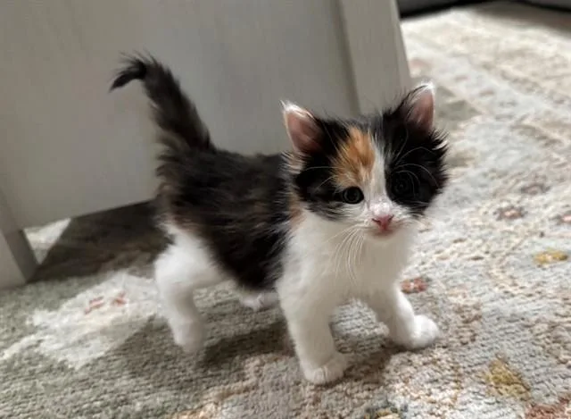 A baby small-sized female Domestic Medium Hair cat named Cinnamon for adoption in Moreno Valley, CA