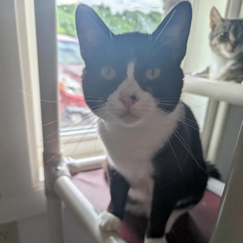 An adult small-sized male Black Domestic Short Hair cat named Scrim for adoption in Blair, WI