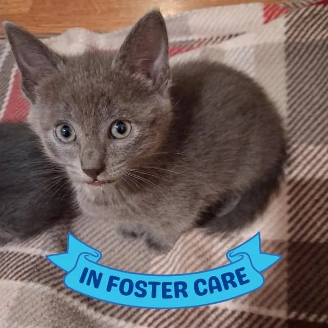 A baby small-sized female Domestic Short Hair cat named Tinkerbell for adoption in Tallahassee, FL