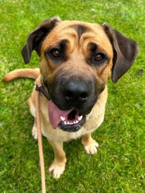 An adult large-sized male Mastiff dog named Herc for adoption in Woodland, CA