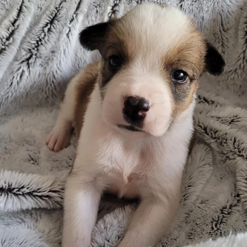 Watson