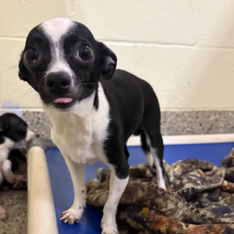 A senior small-sized male Black Chihuahua dog named Nyx for adoption in Pensacola, FL